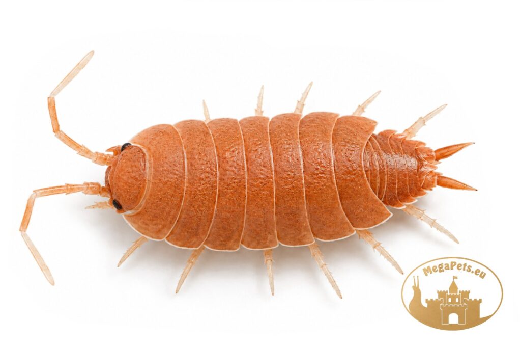porcellionides-pruinosus-powder-orange-isopods-megapets-eu