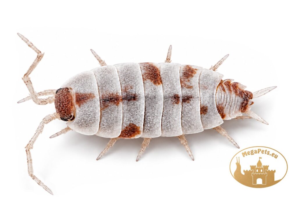 porcellionides-pruinosus-powder-red-koi-isopod-megapets-eu