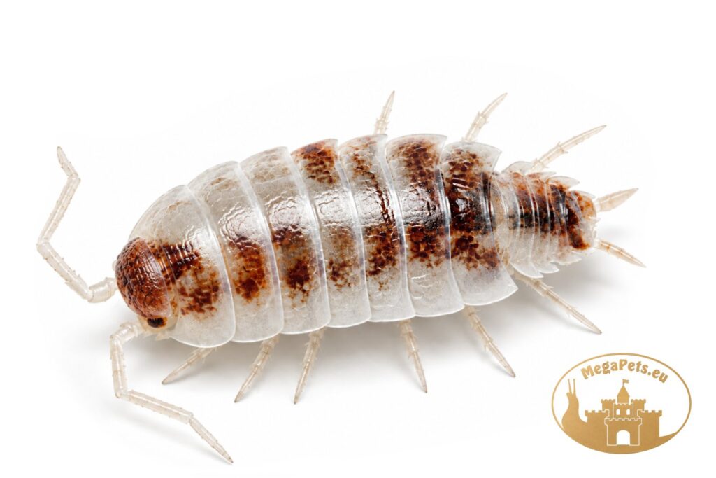 porcellionides-pruinosus-red-koi-isopod-megapets-eu
