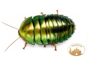 Pseudoglomeris magnifica