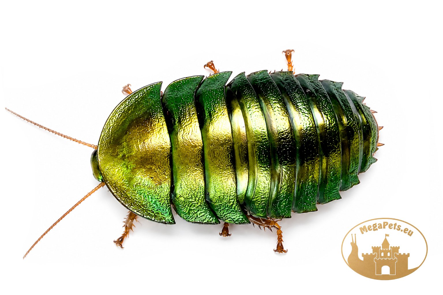 Pseudoglomeris magnifica