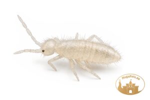 Skoczogonki białe Collembola
