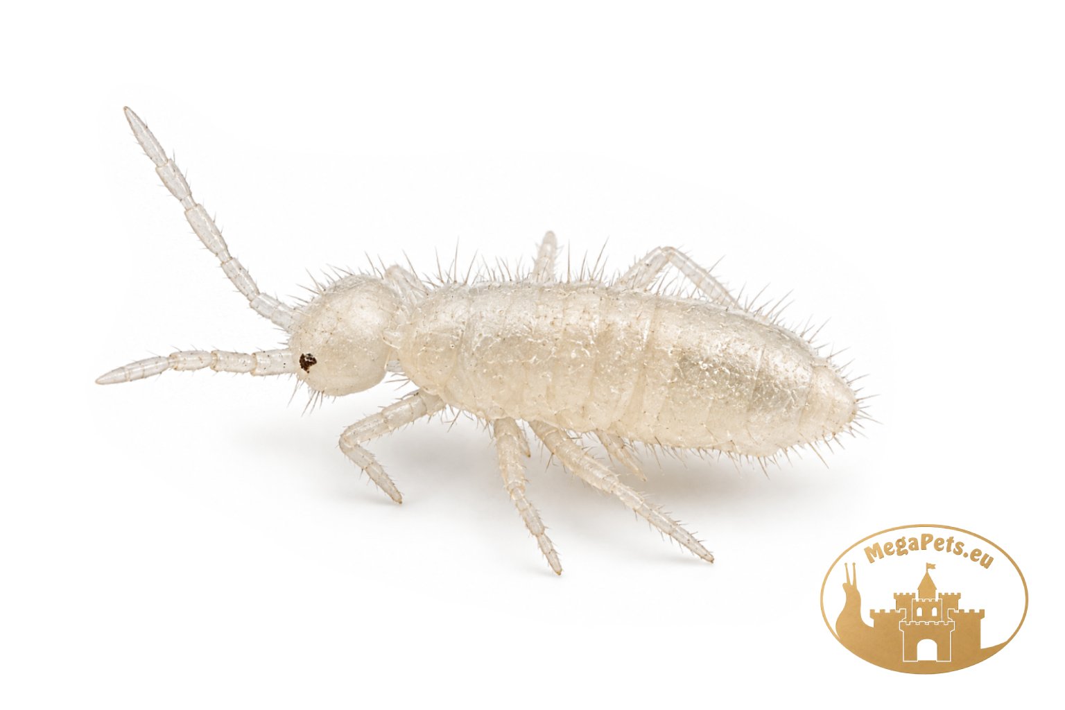 Skoczogonki białe Collembola