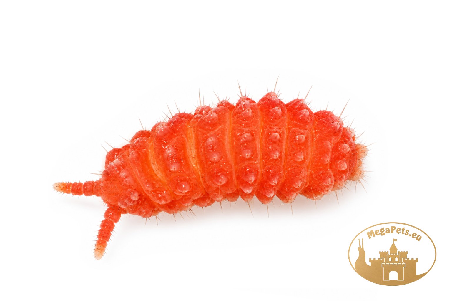 Yuukianura aphoruroides
