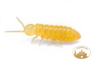 Ceratophysella sp. Lilac Yellow Albino