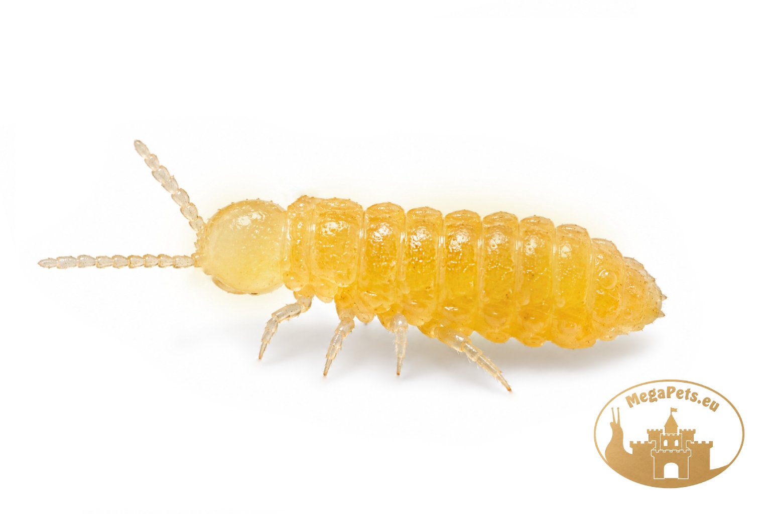 Ceratophysella sp. Lilac Yellow Albino