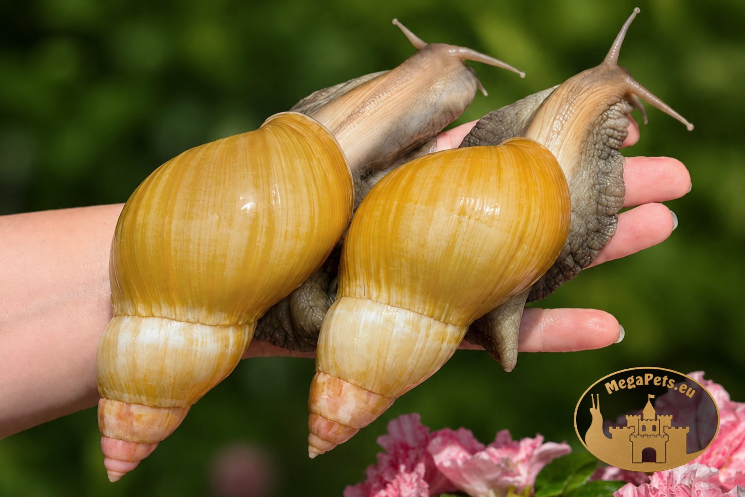 Lissachatina fulica rodatzi standard • P24
