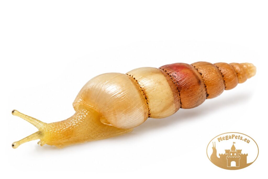 subulina-octona-slimak-ekipa-sprzatajaca-megapets-eu