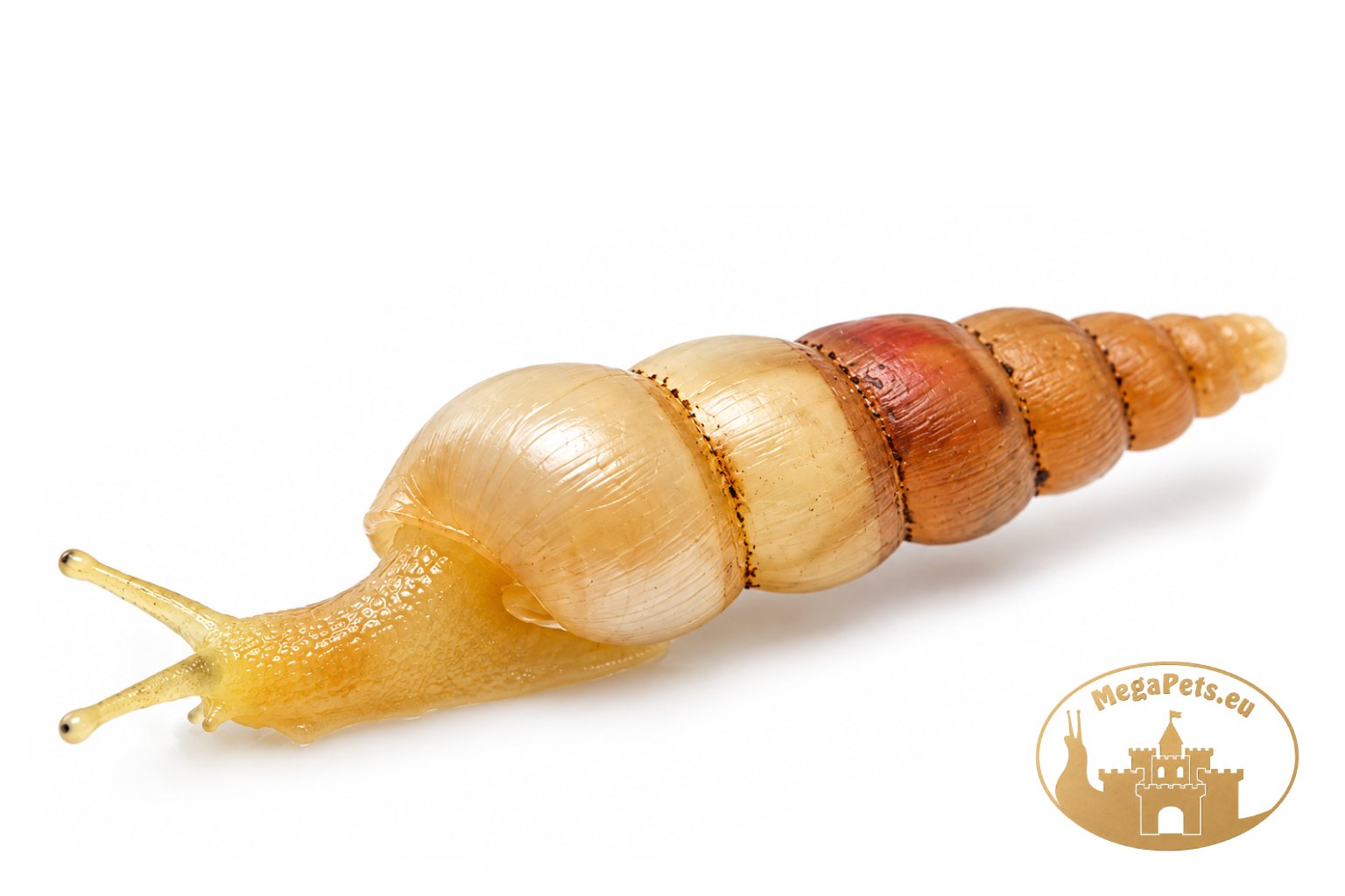Subulina octona