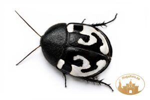 Therea olegrandjeani