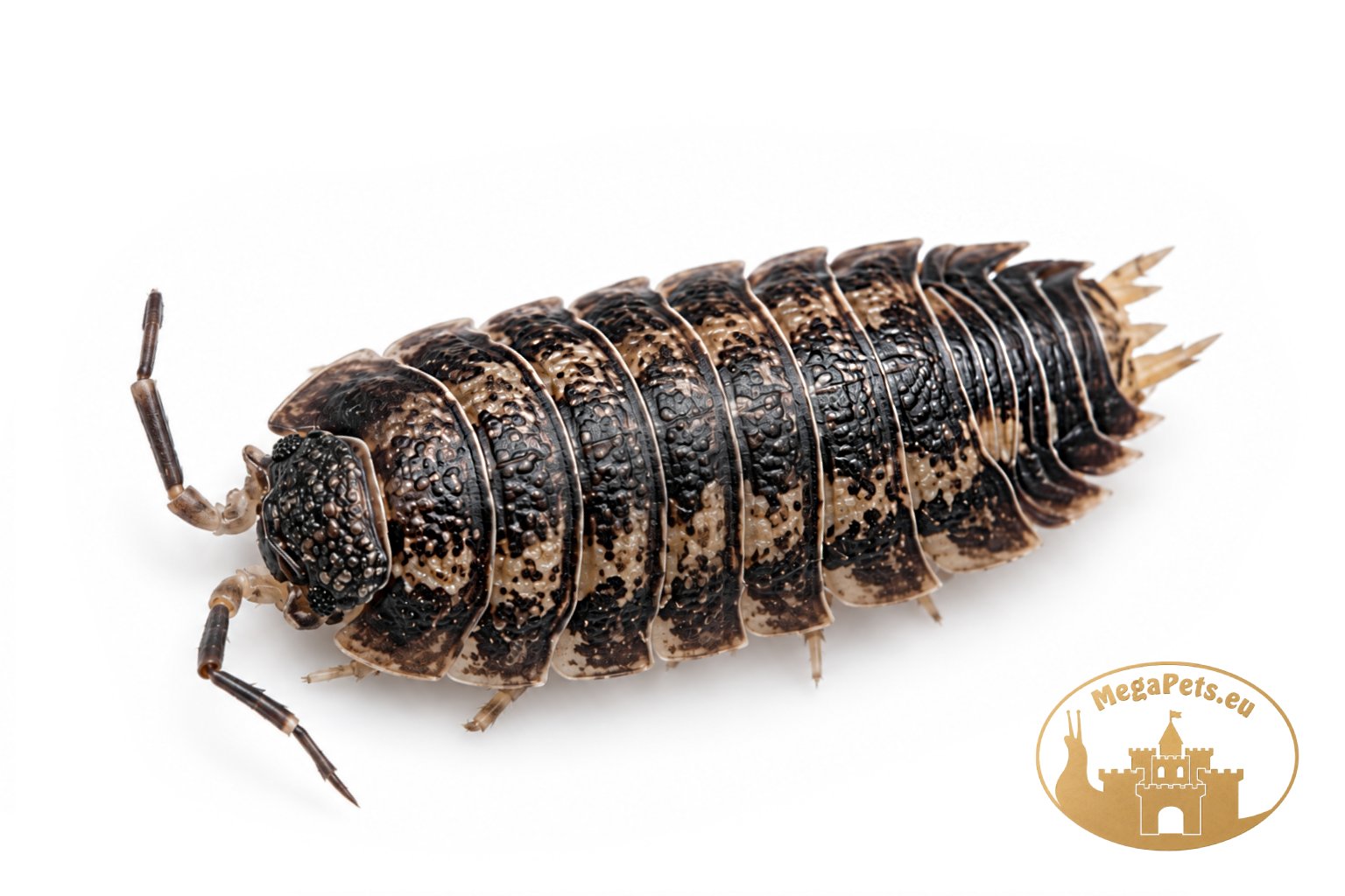 Trachelipus rathkii
