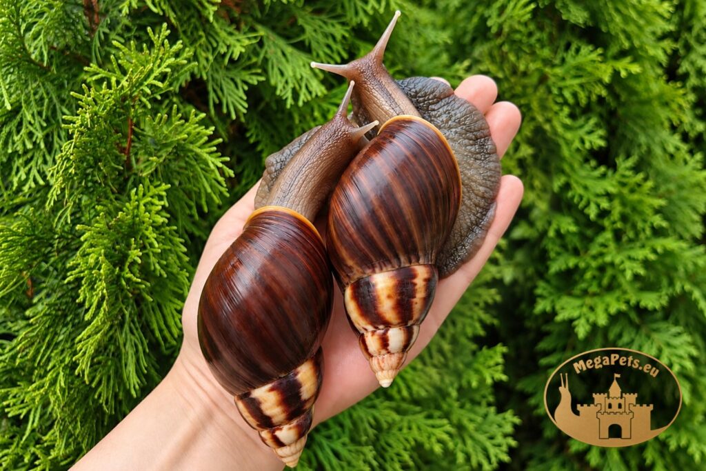 lissachatina-fulica-standard-dwa-slimaki-na-dloni-megapets-eu