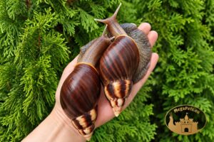 Lissachatina fulica standard • P18