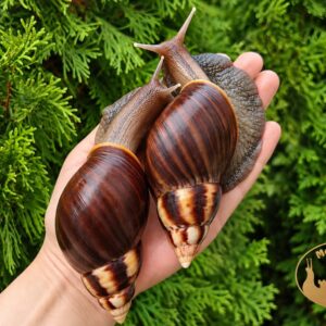 Lissachatina fulica standard • P18